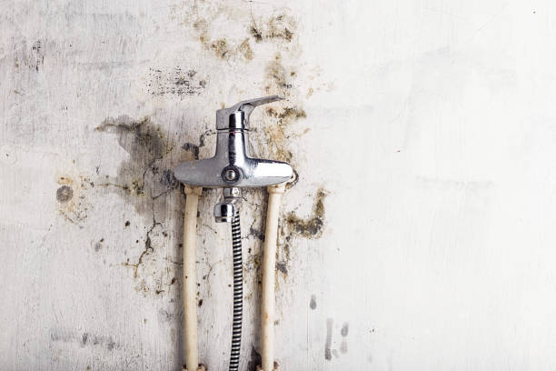 Best Emergency Mold Removal  in Brenham, TX