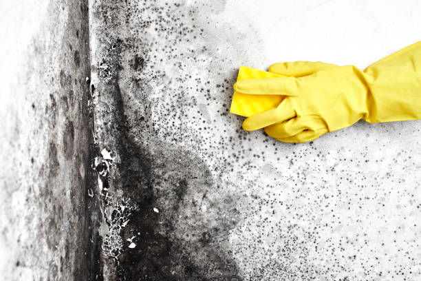 Best Professional Mold Removal  in Brenham, TX