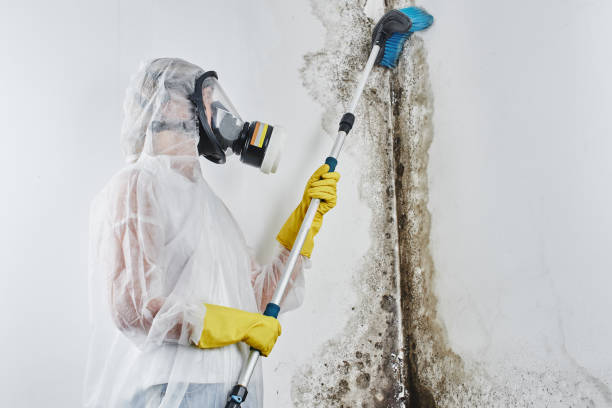 Reliable Brenham, TX Mold Removal Solutions