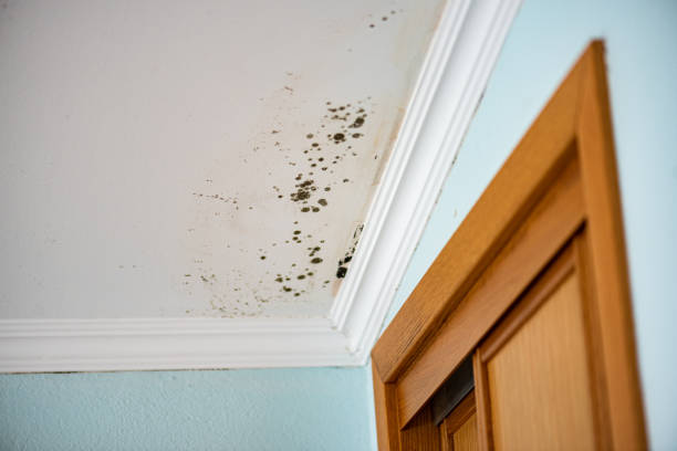 Best Commercial Mold Removal  in Brenham, TX