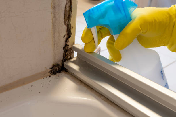Best Same-Day Mold Removal  in Brenham, TX