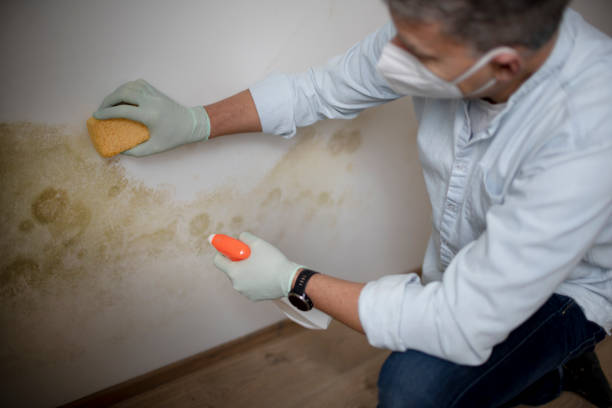 Best Fast Mold Removal  in Brenham, TX
