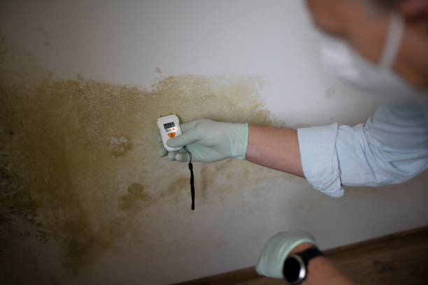 Best Certified Mold Removal  in Brenham, TX