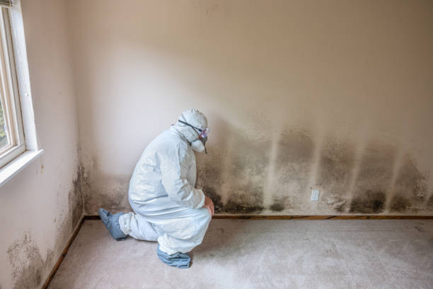 Attic Mold Removal in Brenham, TX