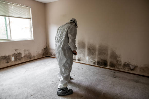 Best Mold Removal Company Near Me  in Brenham, TX