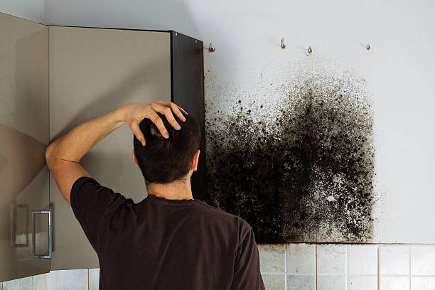Best Attic Mold Removal  in Brenham, TX